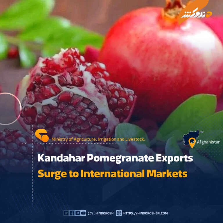 Kandahar Pomegranate Exports Surge to International Markets