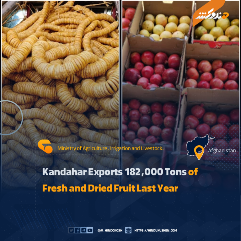 Kandahar Exports 182,000 Tons of Fresh and Dried Fruit Last Year