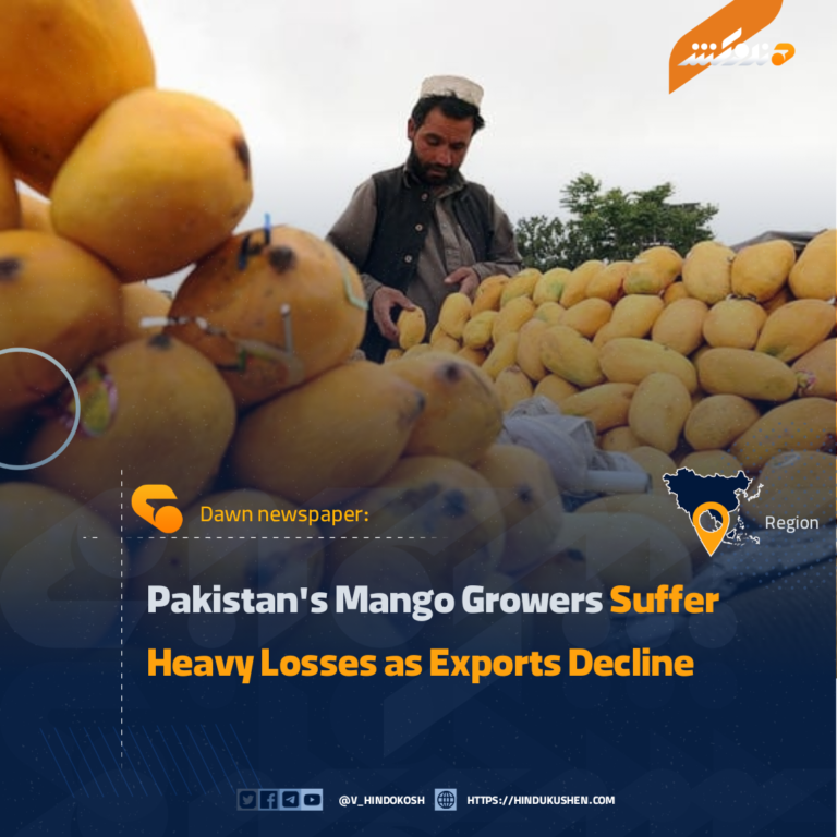 Pakistan’s Mango Growers Suffer Heavy Losses as Exports Decline